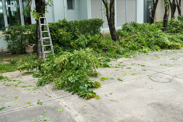 Best Emergency Tree Removal  in USA